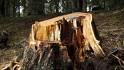20080620223138-arbol.jpg